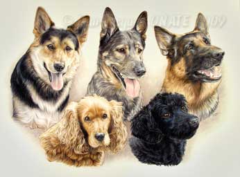 Portrait de bergers allemands et Cocker dessin par jean-Jacques Onate